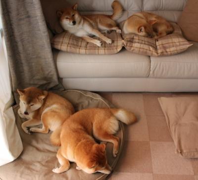 跨越赛场的征服者，当开拓者与詹姆斯共享同一份胜利法则