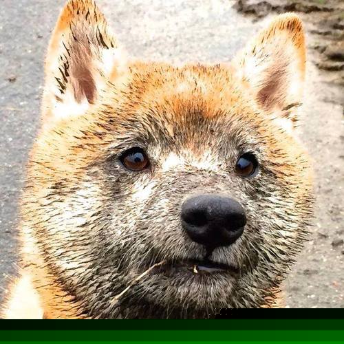 铁闸无声破纪录,绿茵风暴起曼城,罗德里铸就英超不败新纪元