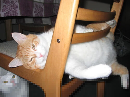 防守的铁壁与进攻的利刃，凯尔特人封锁开拓者，布克在意甲焦点战接管比赛