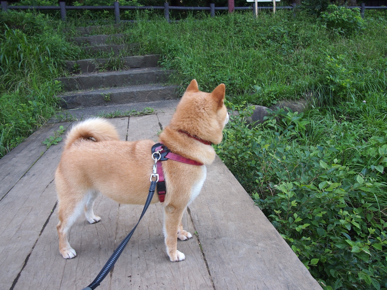 关键先生拉文，浙江队最后时刻惊险击败老鹰