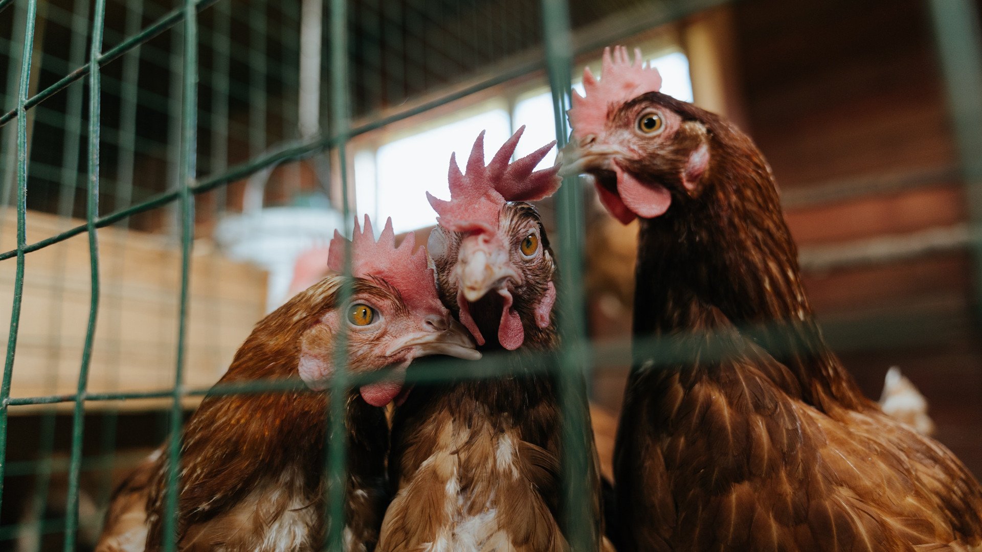 富安健洋压哨绝杀，比利时惊险逆转突尼斯获关键胜利