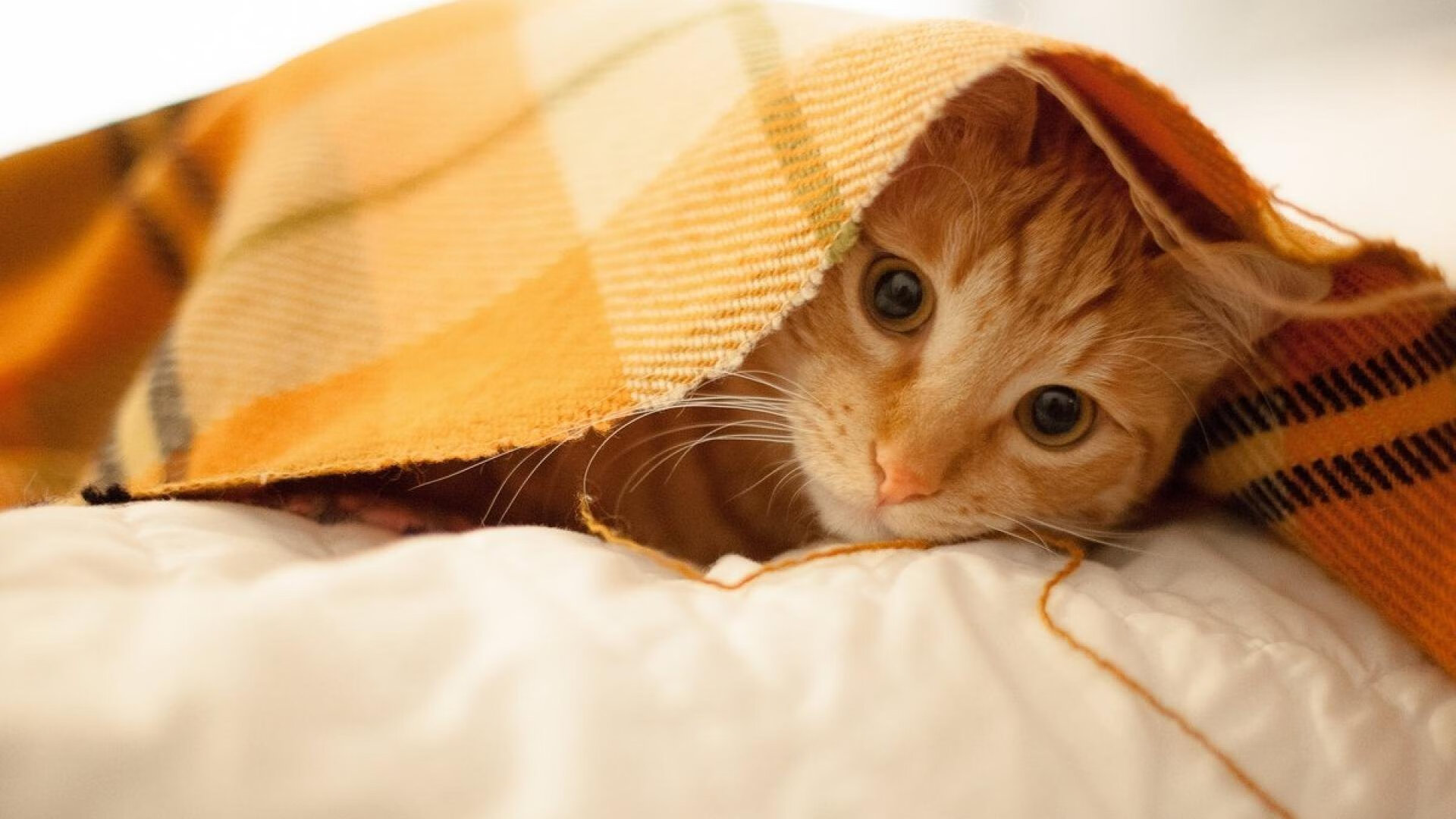 绿茵棋手，当欧冠之夜奏响约基奇式掌控交响曲