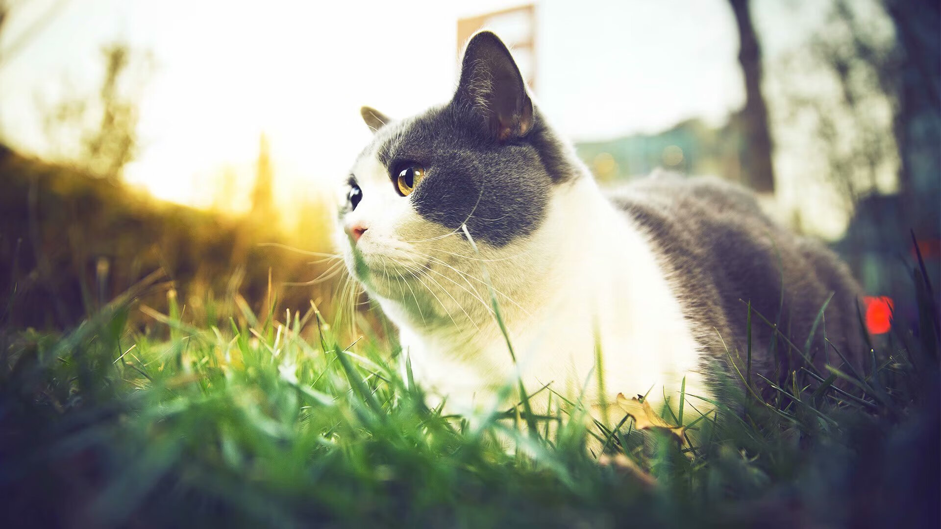 凯尔特人硬仗力克黄蜂，乔治巨星风采定乾坤