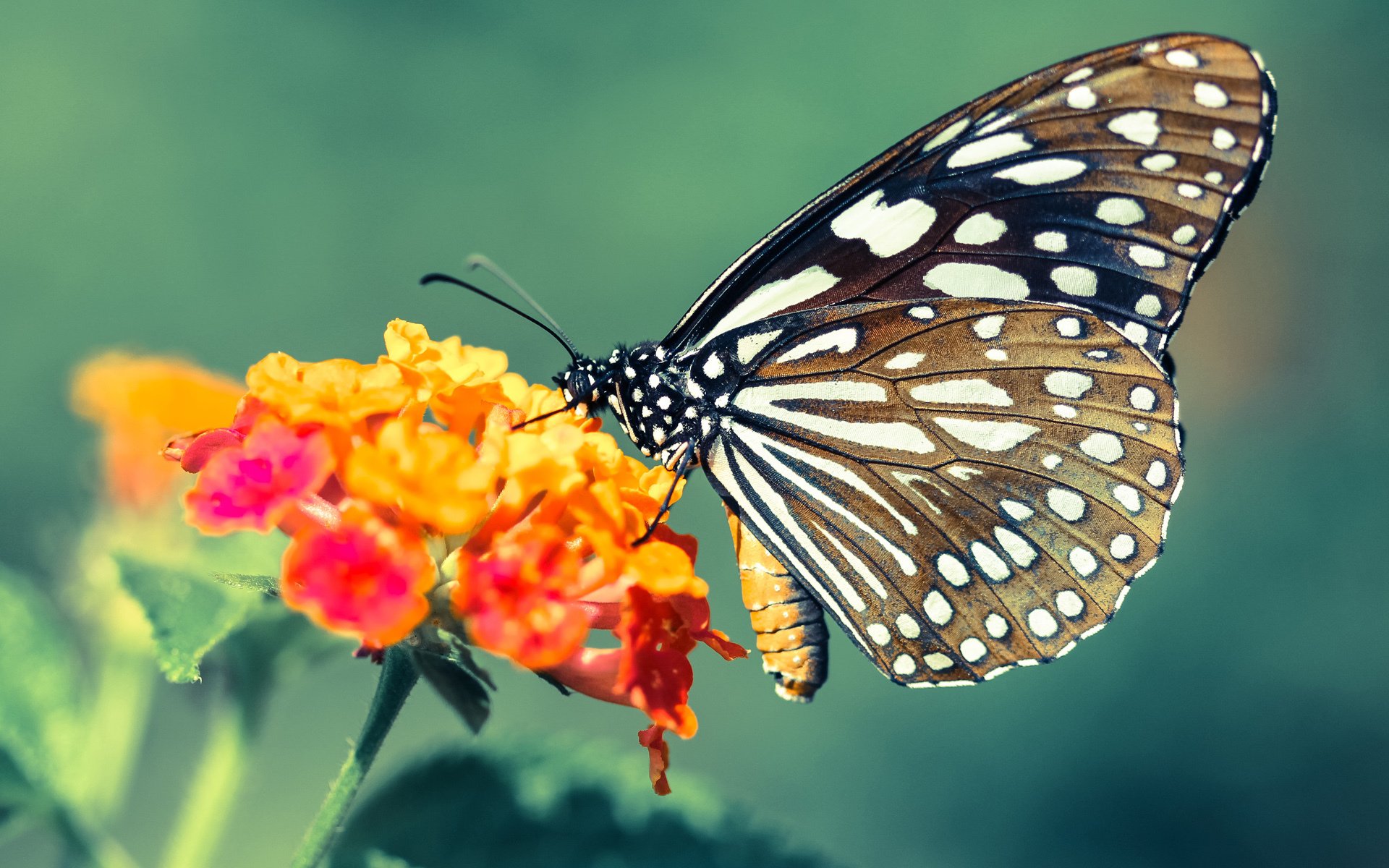 乔治璀璨夜!篮网三分如雨轰垮骑士,火力压制展现团队深度