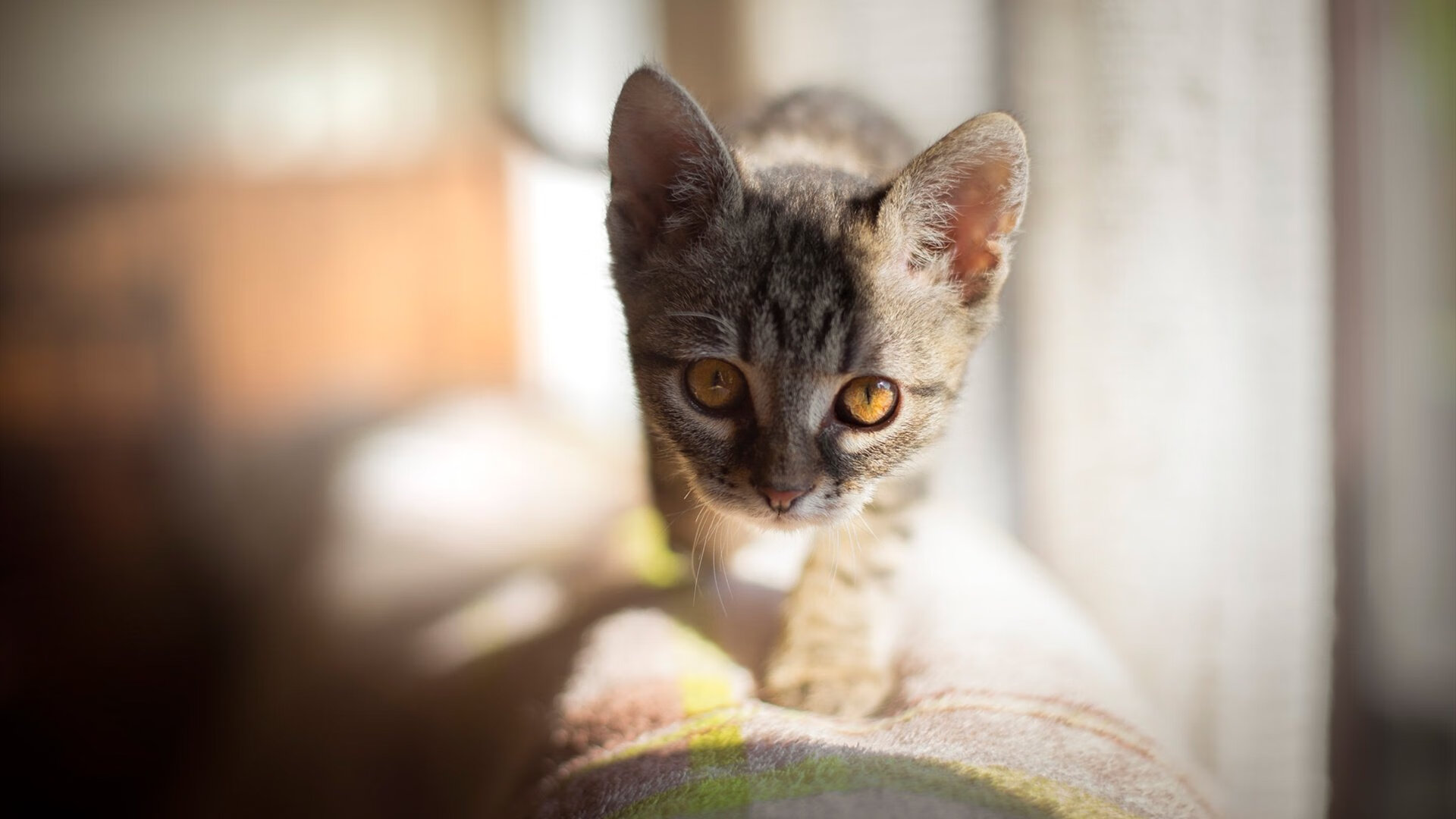 克瓦拉茨赫利亚一锤定音，克罗地亚军团攻克梅阿查