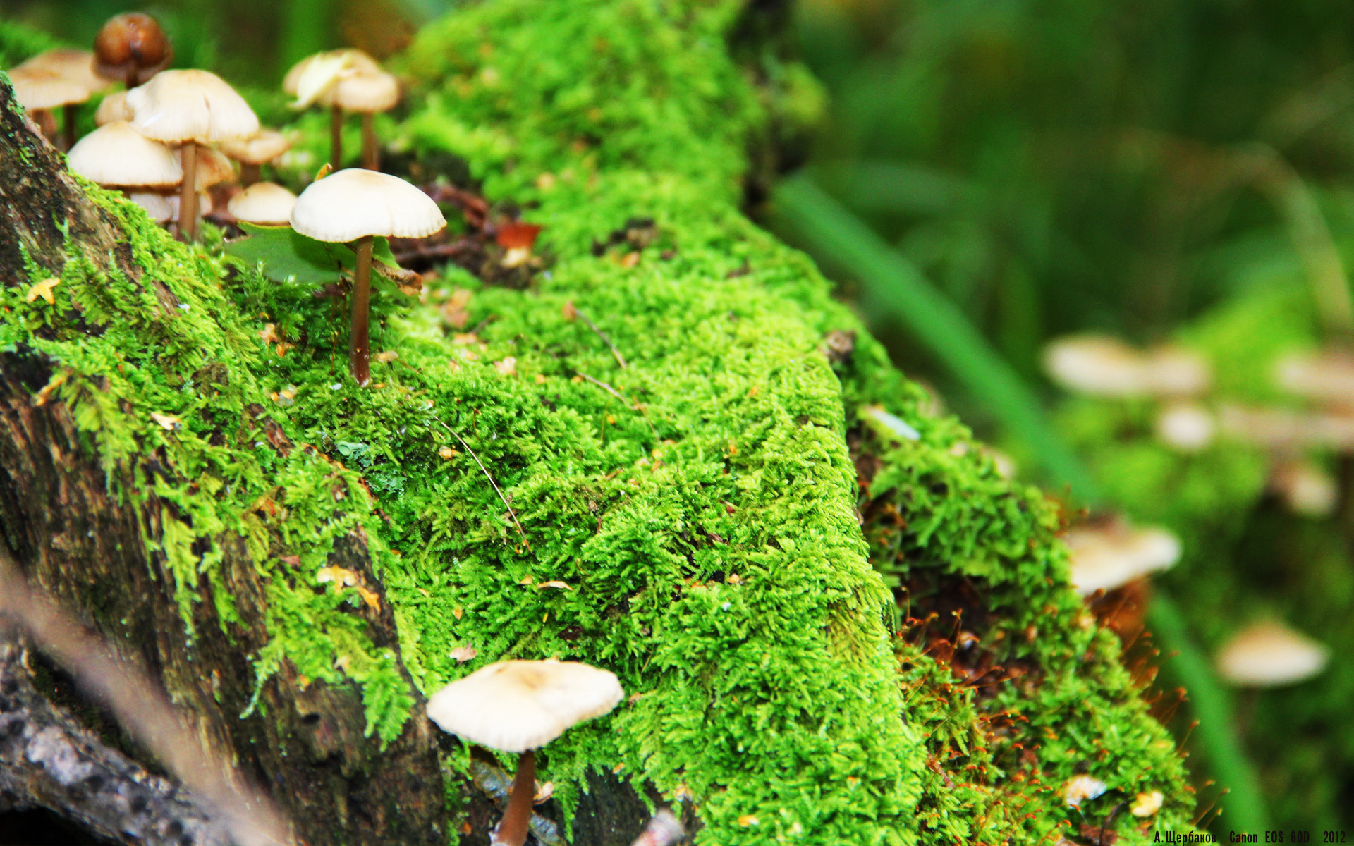 西决生死战之夜，萨卡用史诗数据完成王座加冕礼