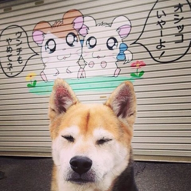 开云体育-巅峰与接管，当爵士的绝杀穿越时空，武切维奇在芝加哥写下中锋新解