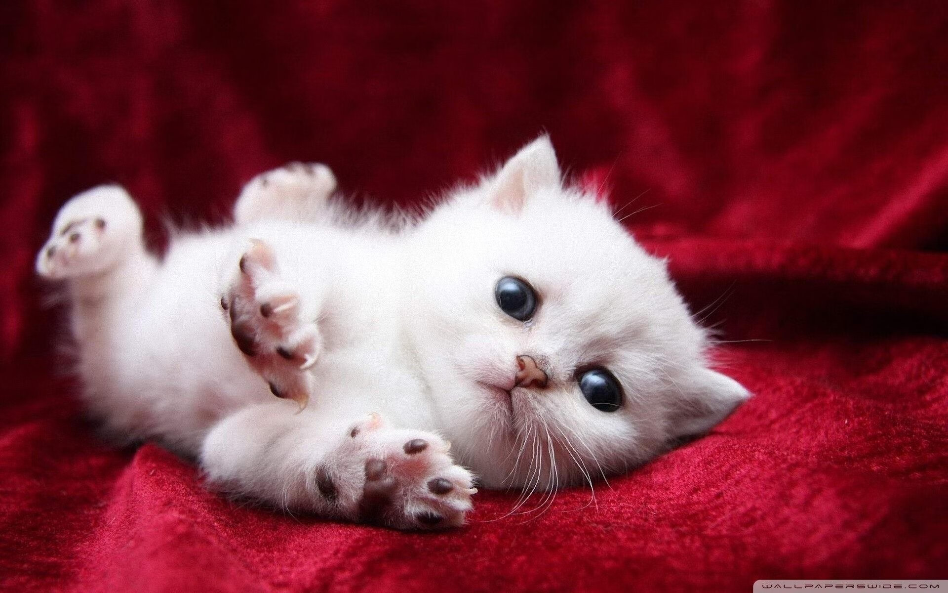 开云体育入口-极速方程式，当杰伦格林在篮球场上点燃街道赛之夜